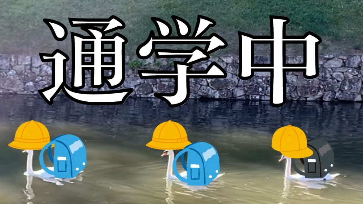 【衝撃映像】3羽の白鳥のロックンロールな通学風景とは?! 【衝撃映像】3羽の白鳥のロックンロールな通学風景とは?!