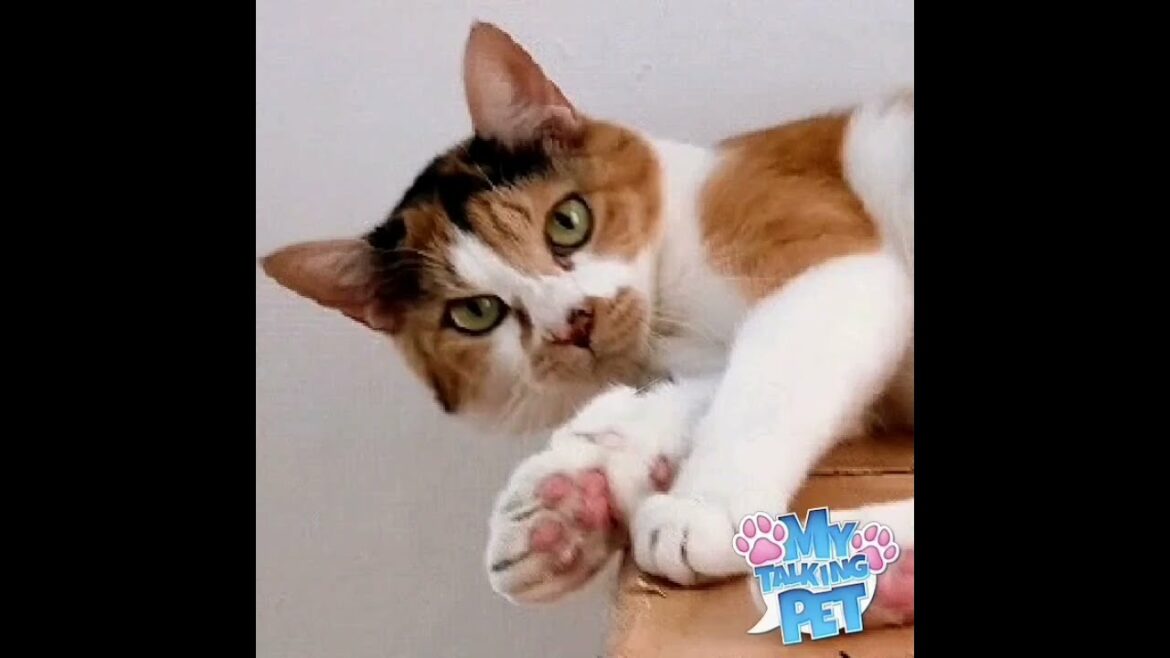 やきそば弁当を食べてみた