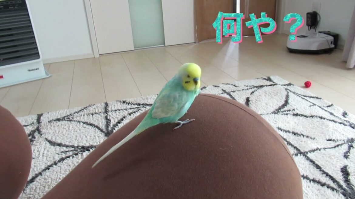 インコのゴールデンウィークの過ごし方🐥関西弁のくーちゃん🐥