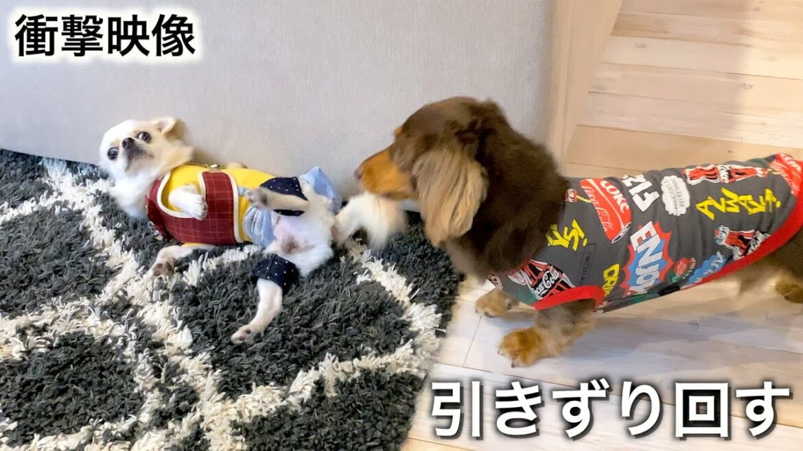 【衝撃映像】犬が苦手な優しい愛犬が、ハロウィンパーティーで覚醒した。【ミニチュアダックス】【チワワ】