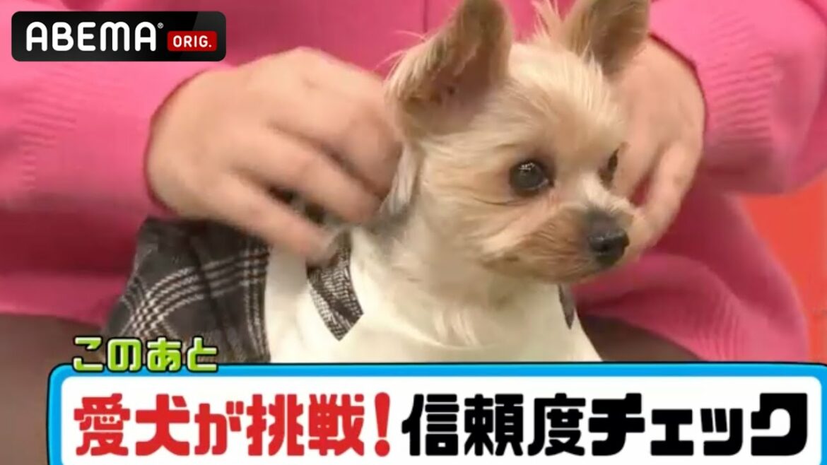 【癒し動画🐕】おやつVS飼い主！誘惑に負けずに御主人様の所に辿りつける？みちょぱ・野呂佳代・佐々木健介‟愛犬家"の家族自慢💕│稲垣・草彅・香取の7.2新しい別の窓アベマ配信中！
