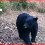 【出没】監視カメラに熊  “冬眠前”エサ食べるためか