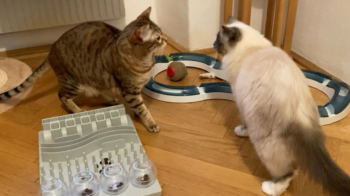 猫達の間に微妙な緊張感が漂う瞬間｜Moments of subtle tension between the cats.