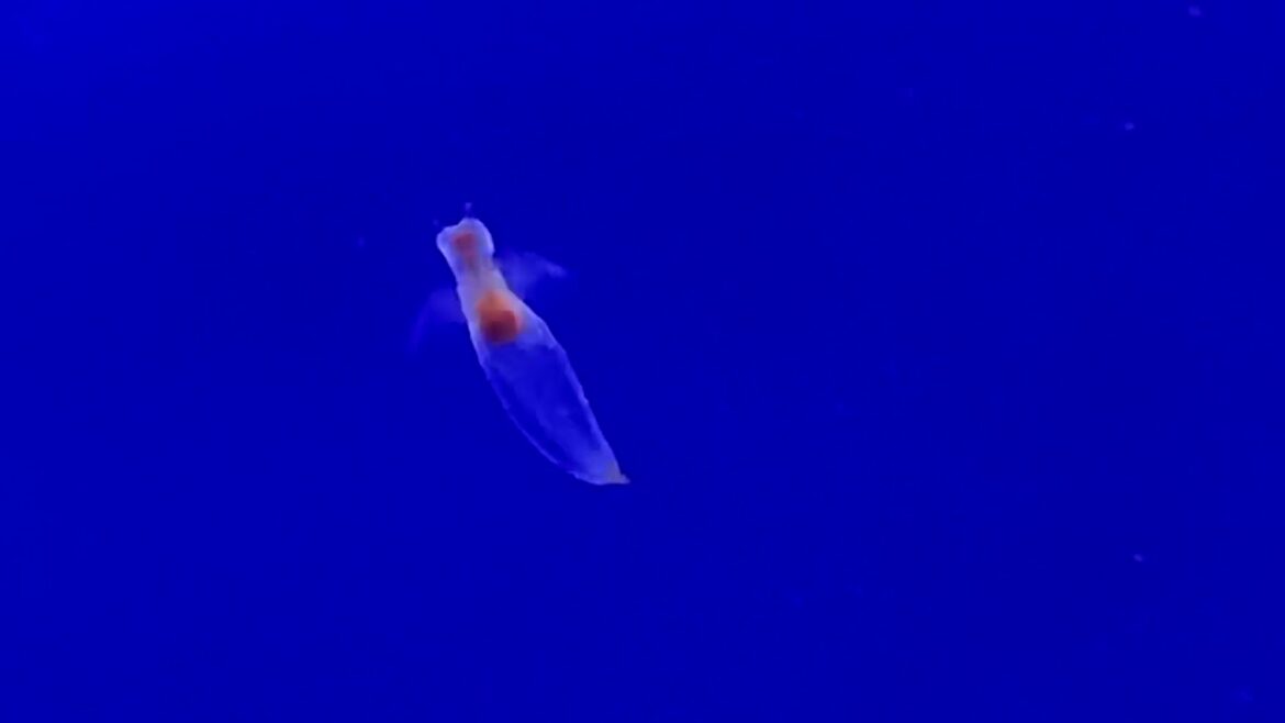 海の天使 クリオネ ハダカカメガイ 中川翔子 バッカルコーン しょこたん語 ハンオシ 婚姻届に判を捺しただけですが 新種のダルマハダカカメガイ しながわ水族館 2021.7.5