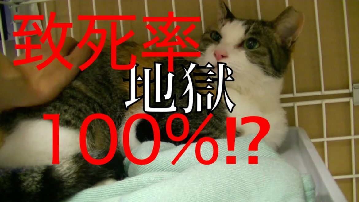 【猫記録654】猫コロナウイルスに感染してました