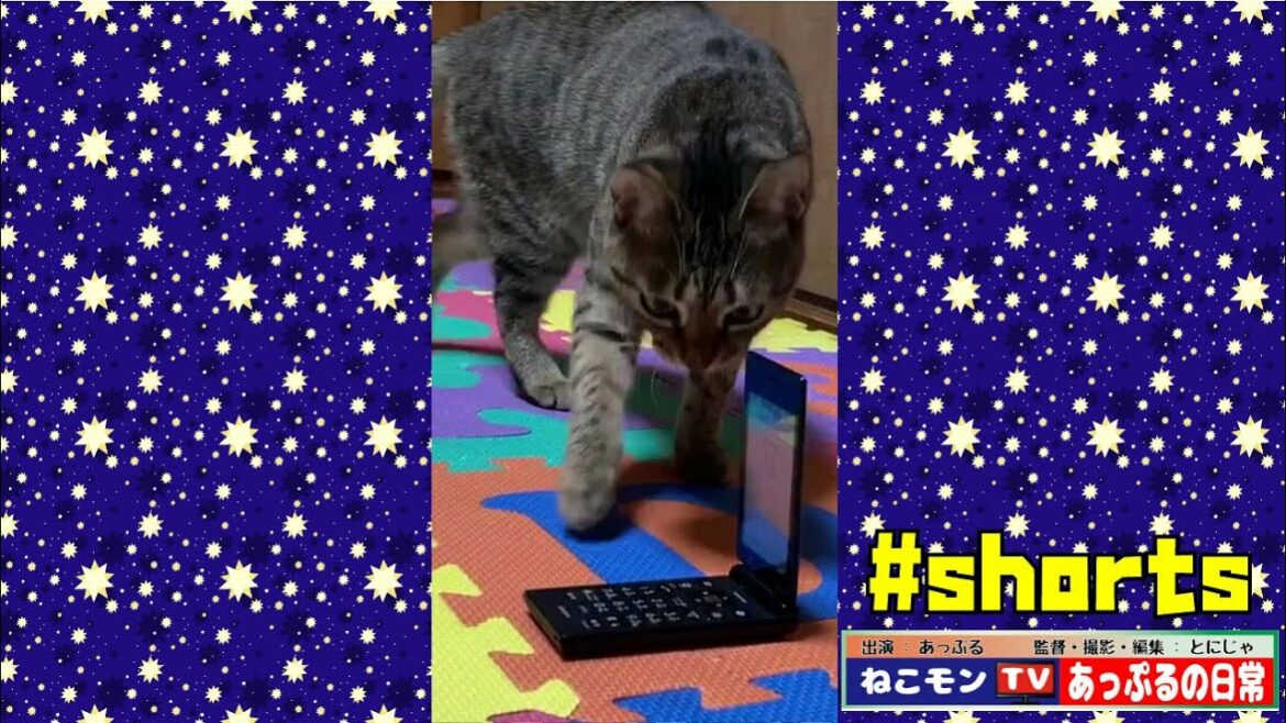 【#shorts】 A cat playing with a feature phone.～捜査一課長ごっこ。