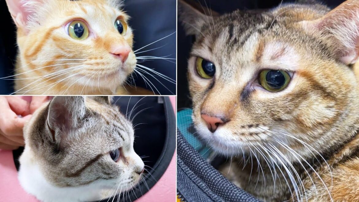 子供猫3トリオがワクチン接種へ♪お家から帰宅までの様子♥