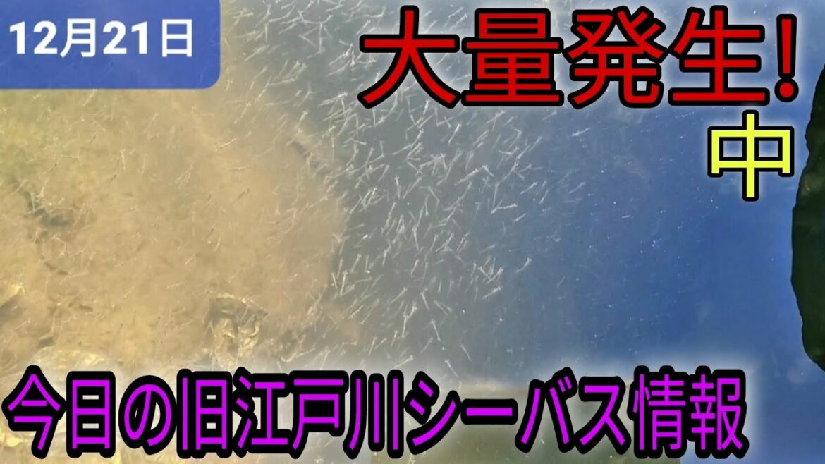アミが大量発生!今日の旧江戸川シーバス情報。