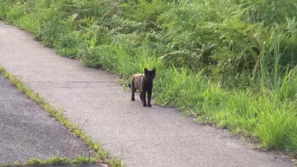 夕暮れにやって来た子狸と猫ちゃん