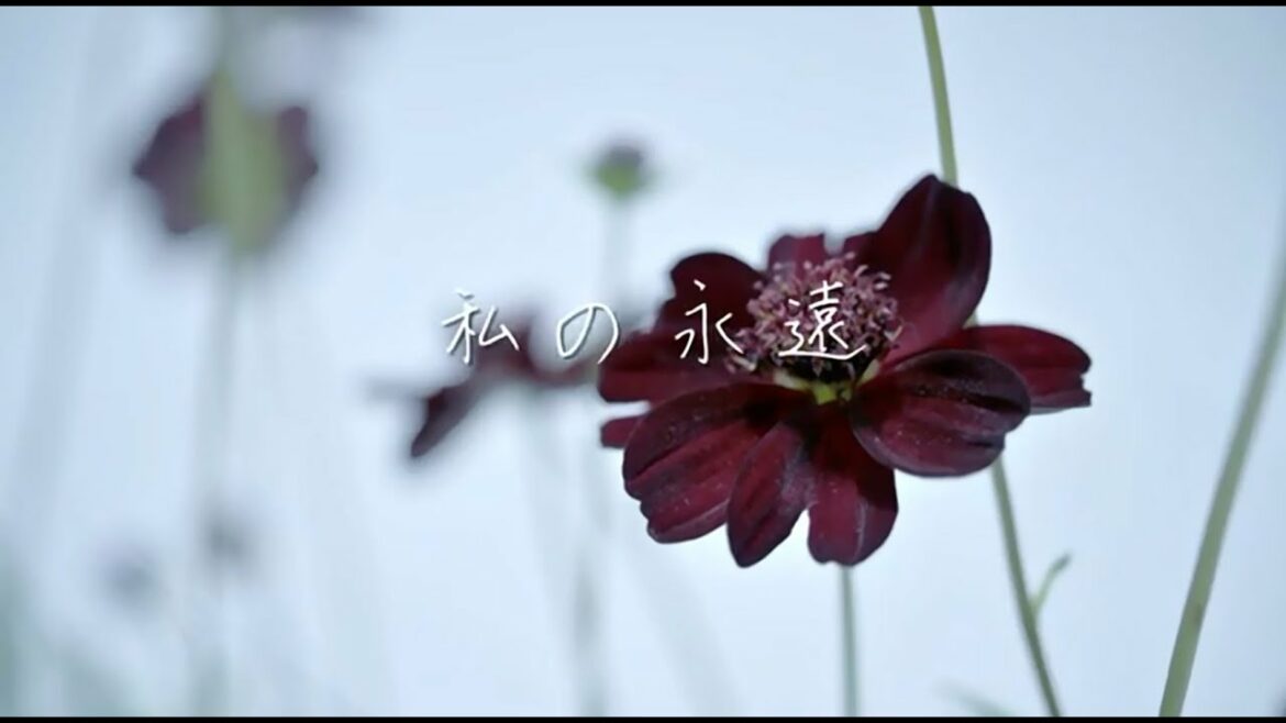 私の永遠/ALICes(黒崎真音×神田沙也加) Music Video