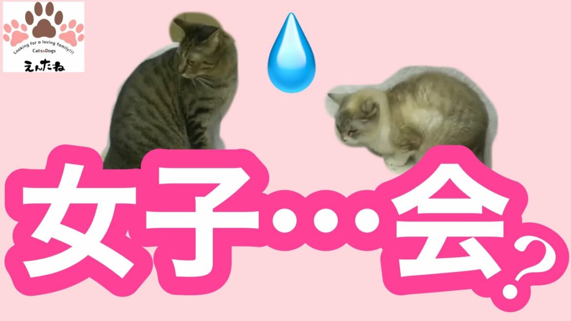 【#保護猫】女子猫達の微妙な空気