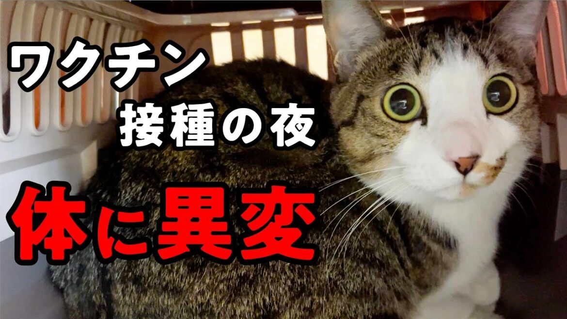 ワクチン接種後、ルノの体に異変が…。その後の経過についても説明します