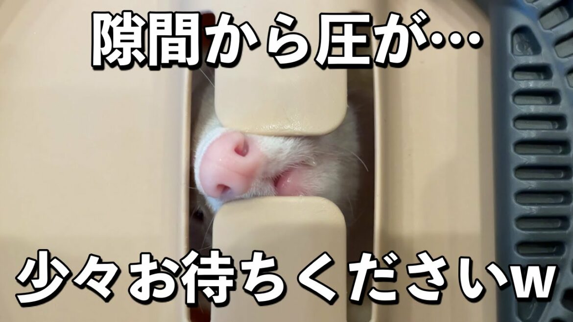 ワクチン注射の順番待ちをしていると…【フェレット】