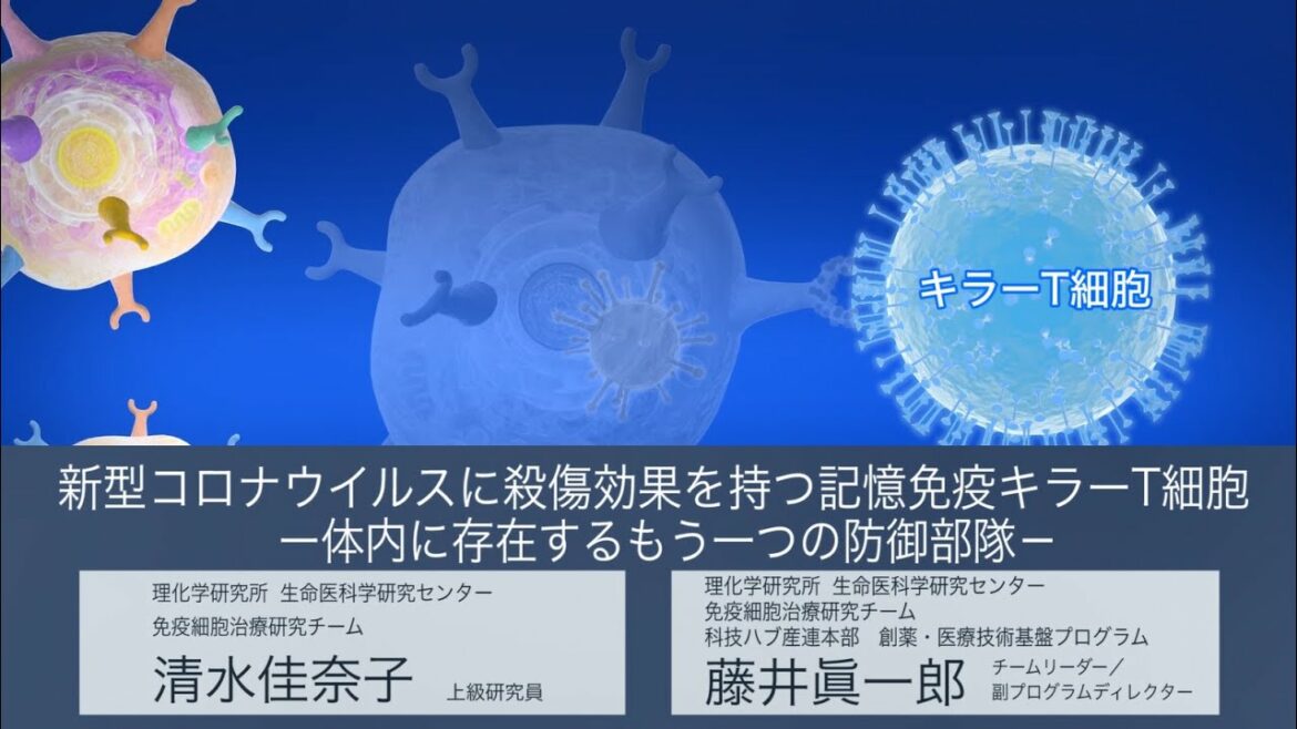 プレスリリース解説 vol.8「新型コロナウイルスに殺傷効果を持つ記憶免疫キラーT細胞 －体内に存在するもう一つの防御部隊－」