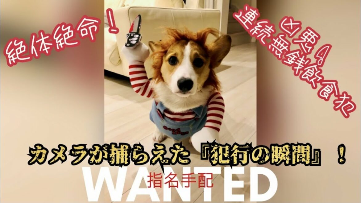 衝撃映像！警察25時『犯行の一部始終をカメラは捕らえていた‼️』