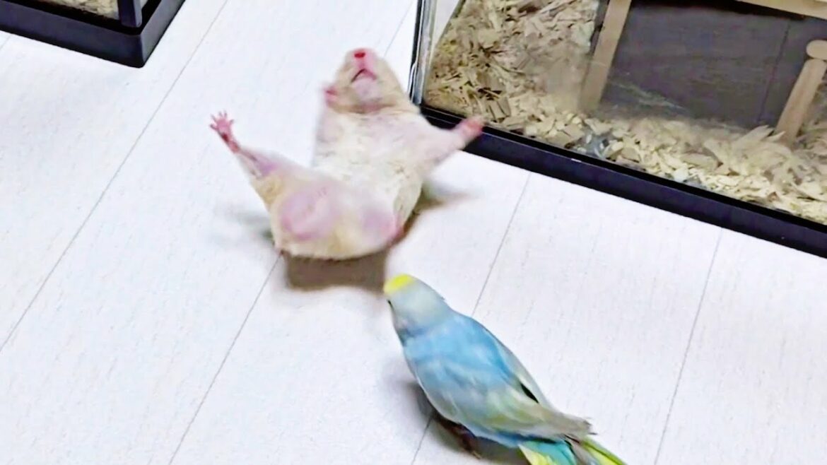 【観覧注意】衝撃映像!!ハムスターとインコの喧嘩が炎上レベル　おもしろ可愛い動物