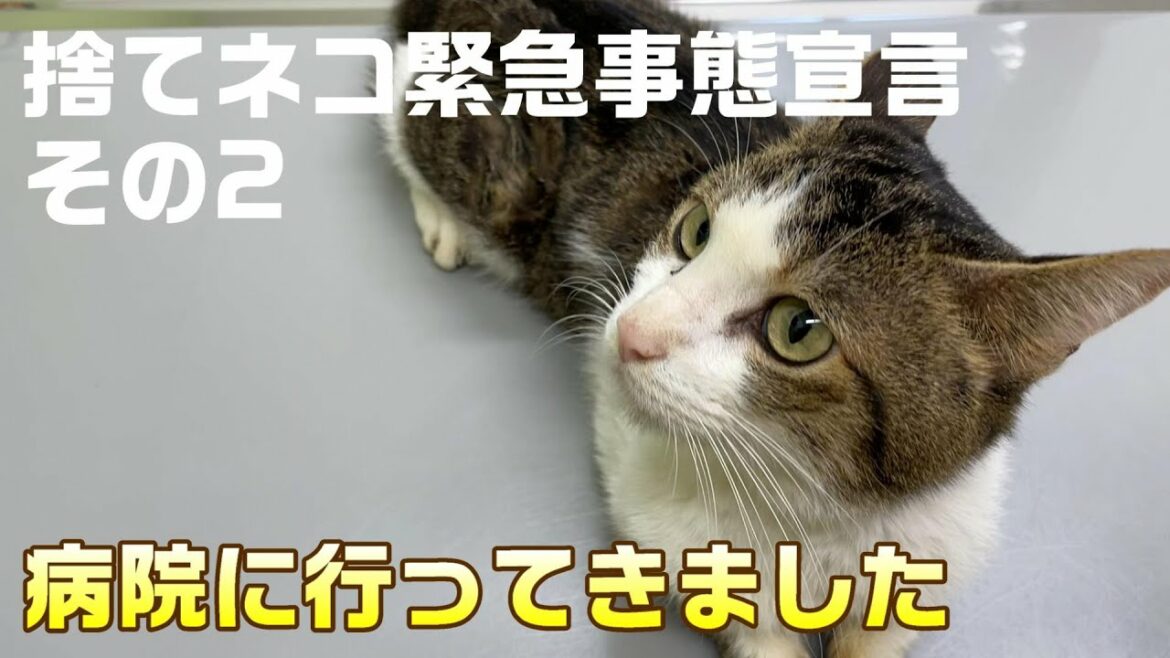 捨てネコ緊急事態宣言　その２【保護猫を連れて病院へ】
