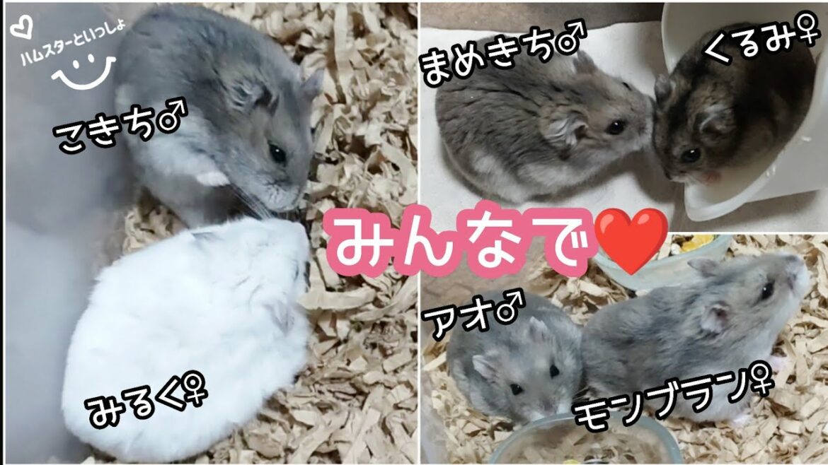 【衝撃映像】３組のカップルが同時に…【ハムスターの交尾】