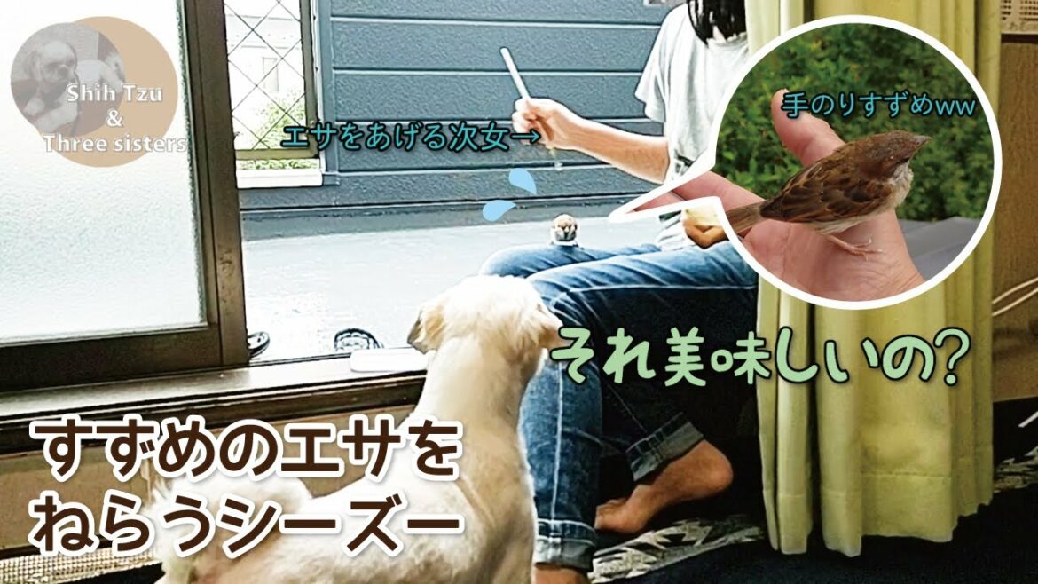 【シーズー】一時保護のすずめのヒナが手のりすずめになるまでを見守る犬