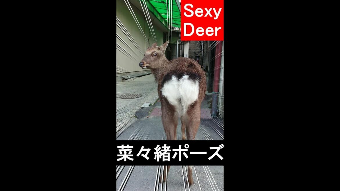 【Sexy Deer🦌宮島鹿の菜々緒ポーズ＆ご利益😆美脚な動物】