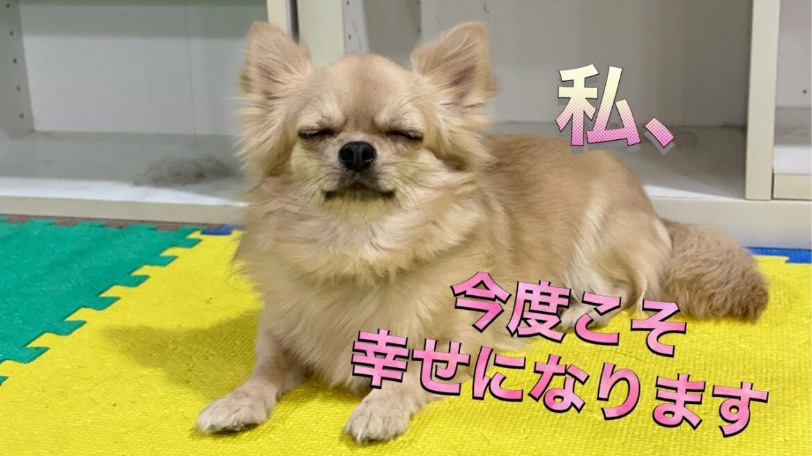 ガッキー卒業