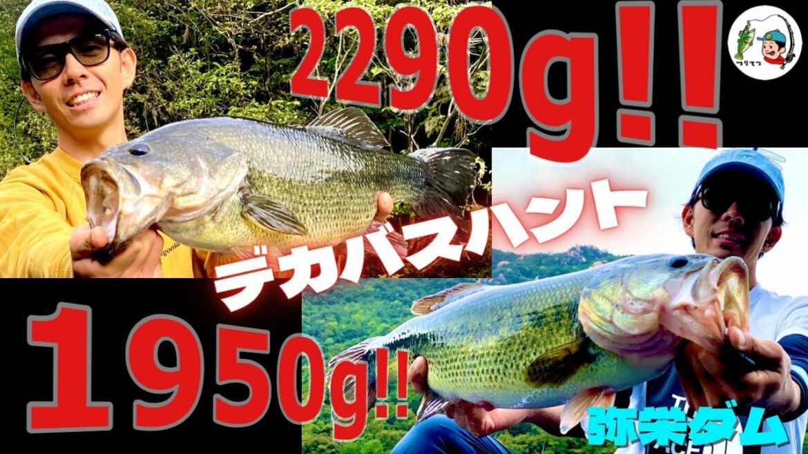 【衝撃映像!!】【バス釣り】ルアーを奪い合う弥栄ダムの50UP!!