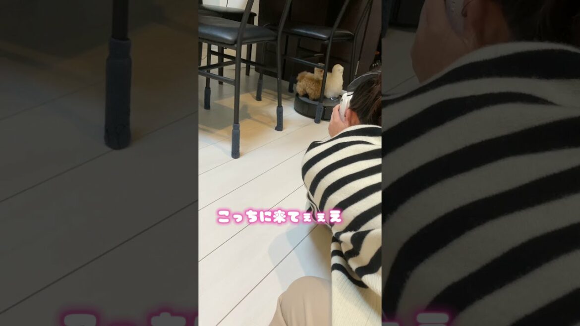 【vlog】アルパカと格闘する"妻"足立梨花 #shorts 【vlog】アルパカと格闘する"妻"足立梨花 #shorts