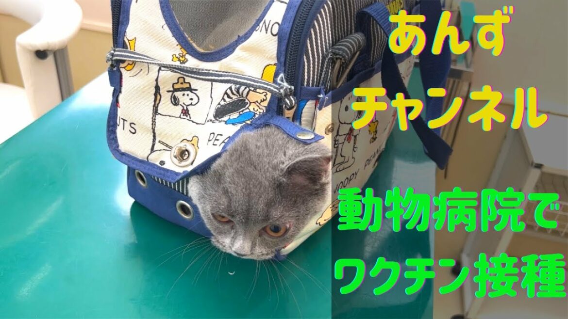 猫のワクチン接種でバッグで初の外出。