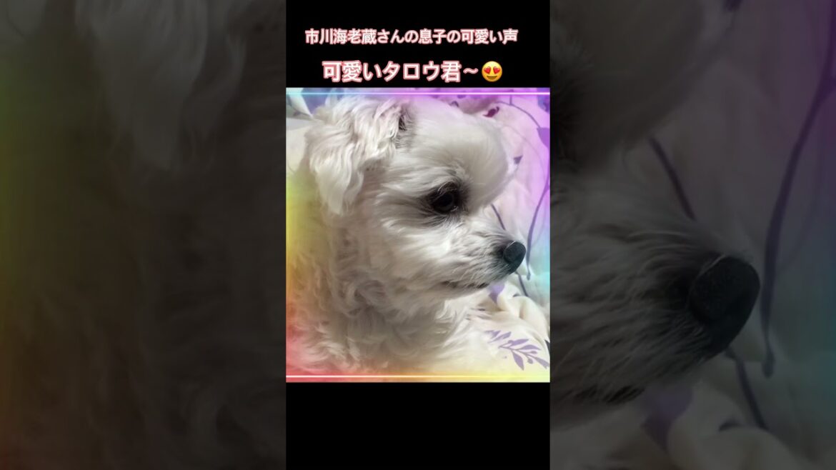 태어나 처음들어본소리 #市川海老蔵 #息子さん #shorts #可愛い犬 #귀여운영상