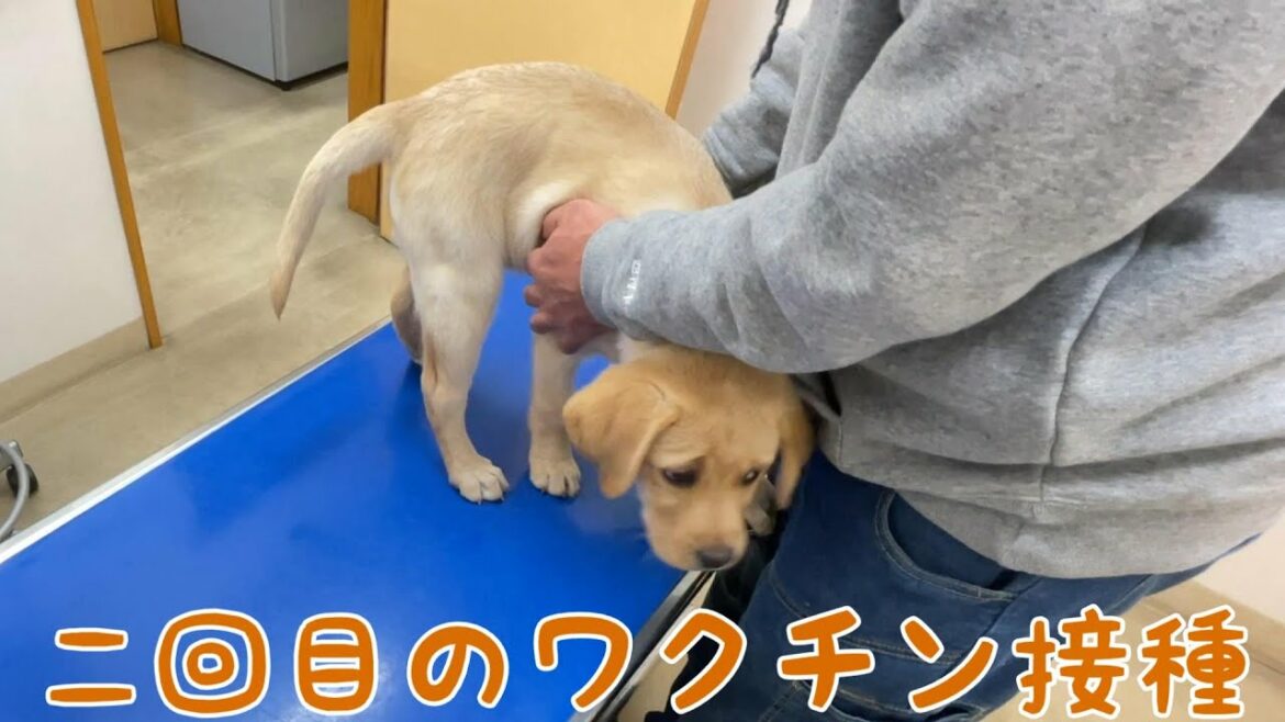 二回目のワクチン接種に行ってきました。きなこサブレ