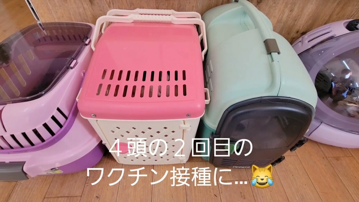 【空君からのお願い🐱⁉️】と本日２回目のワクチン接種へ🎶🚗💨🎶