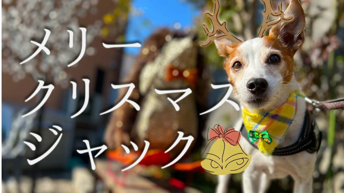 クリスマスなのにワクチン接種に行くことになったシニアジャックラッセルたち　～クリスマスディナーを添えて～