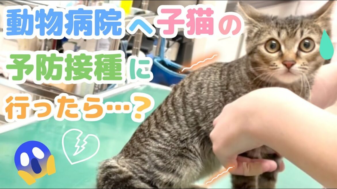 保護猫の子猫あめちゃんのワクチン接種のため、動物病院に行ってきたら…！？トイプードルの老犬、もこちゃんも膀胱炎のため治療をしてきました！