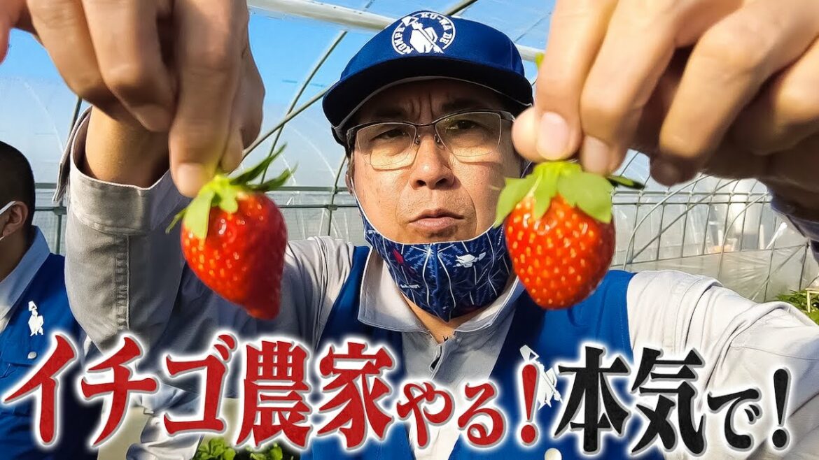 石橋が選んだ第二の仕事は農業！カミナリ実家でイチゴを学ぶ（前編）
