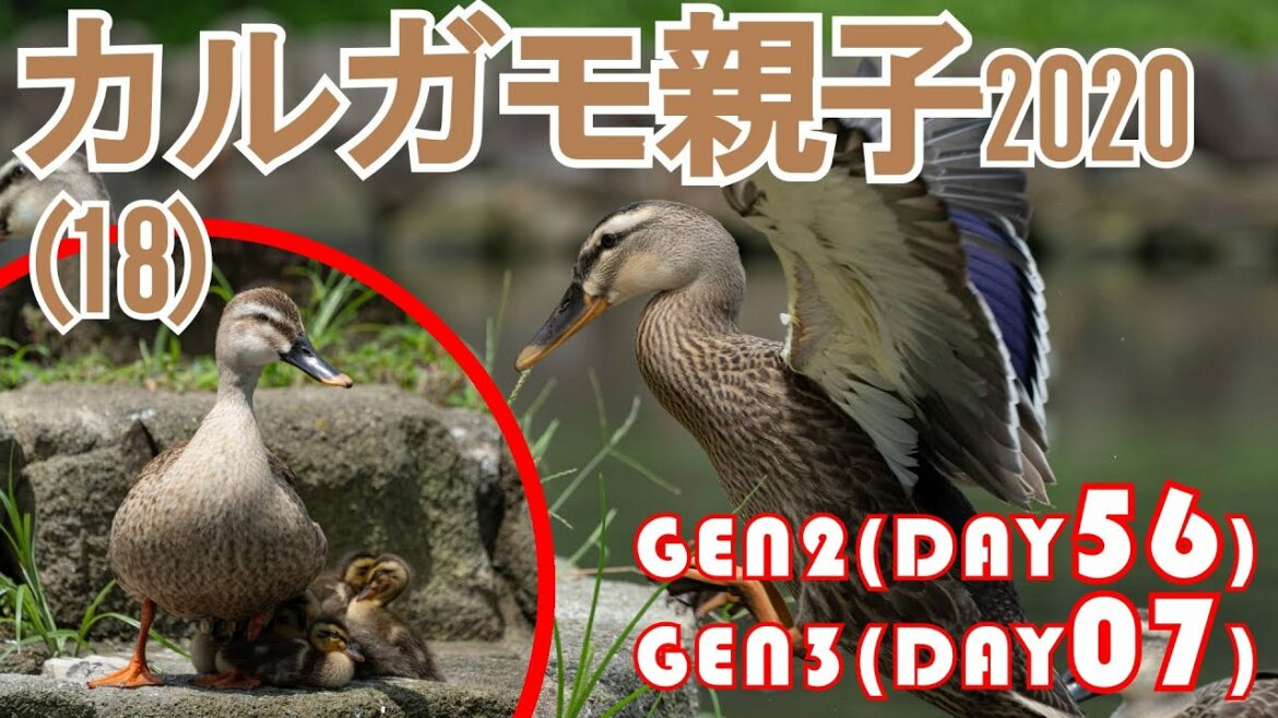カルガモ親子2020(第18回) 微妙な空気の流れる時間 第2世代56日目 第3世代07日目