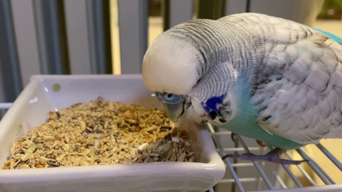 【るりはるチャンネル】2022/01/03の波瑠ちゃん ジャンボセキセイインコ
