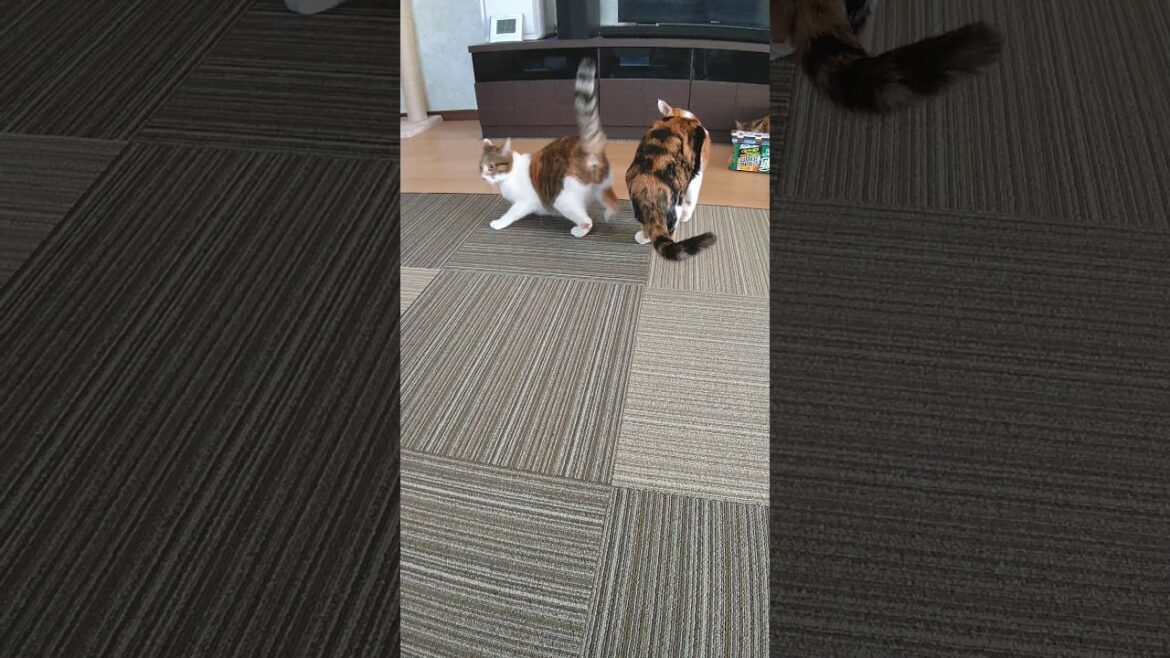 初めてマタタビ嗅いだ後の２匹の猫の微妙な空気感#shorts