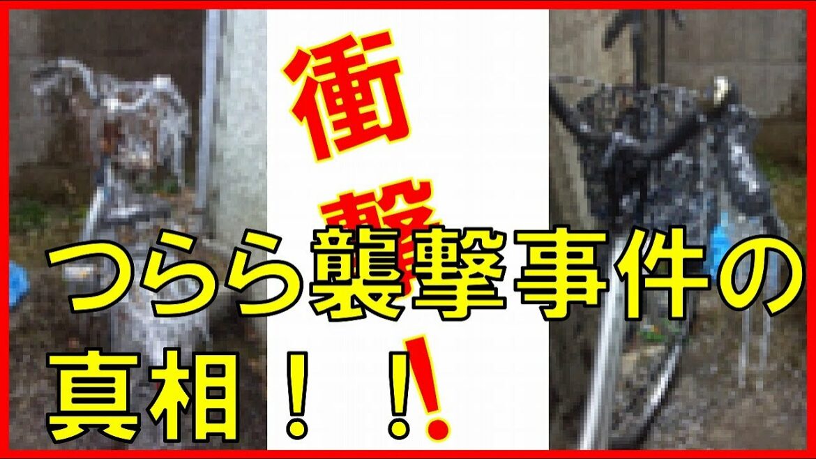 衝撃！ つらら襲撃事件の真相！！