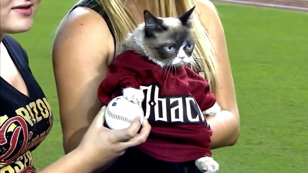 【爆笑】メンツが豊か過ぎるメジャーリーグの始球式　猫　恐竜　大統領【mlb】