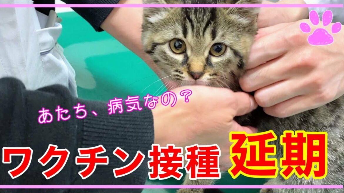 【保護子猫】病気判明でワクチン接種が延期に…採血検査・薬の投与[Rescue kitten] Vaccination is postponed due to illness ...