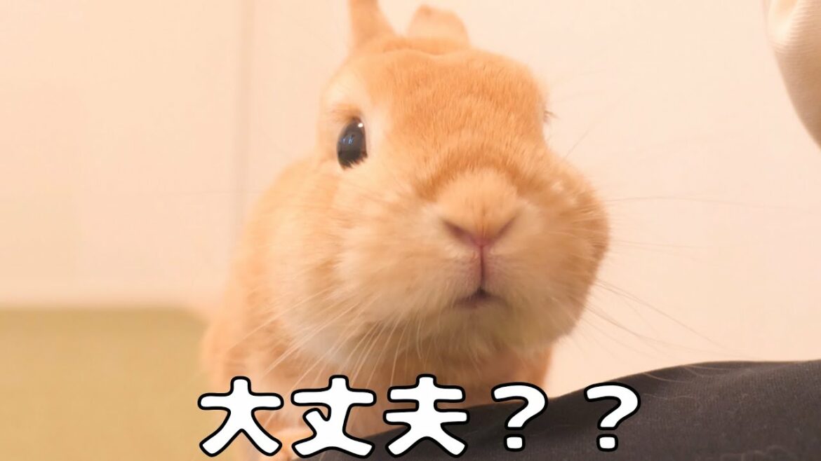 3回目のワクチン接種で体調不良の飼い主を見守るウサギ【No.665】