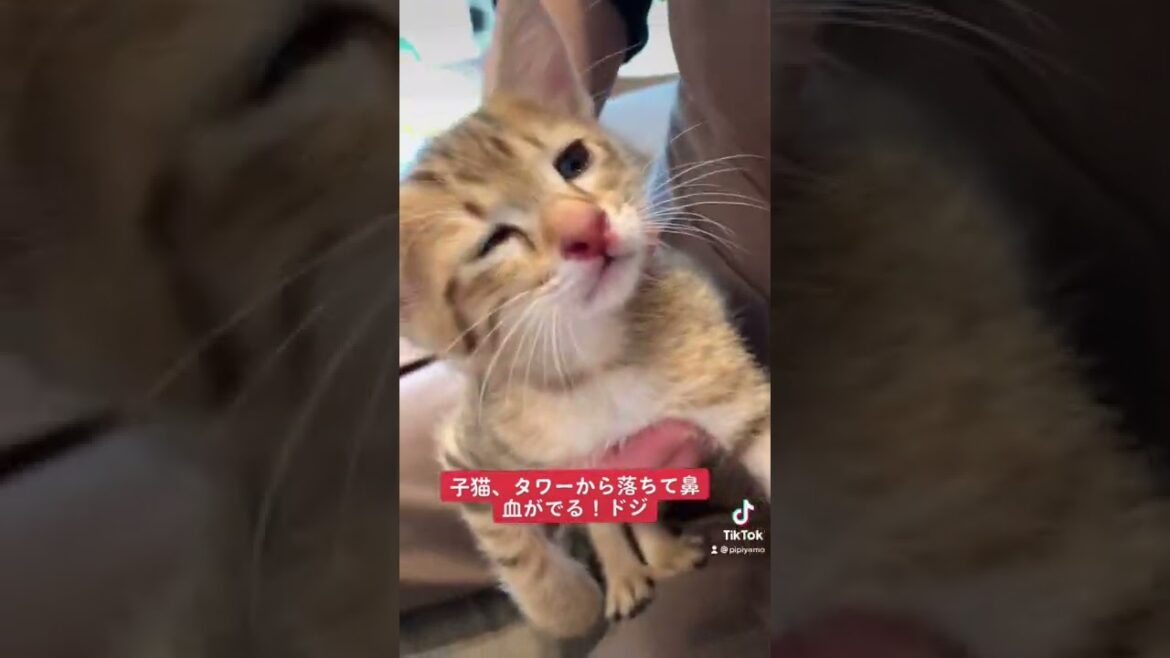 衝撃映像 鼻血がでた子猫