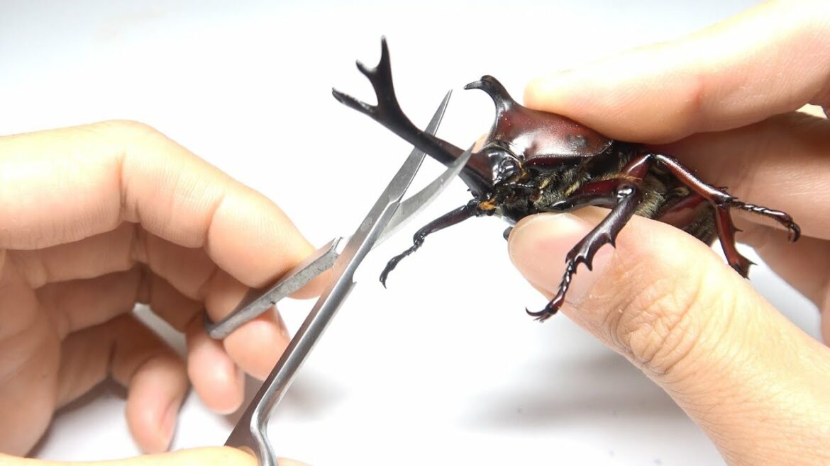カブトムシの角を切るとこうなります
