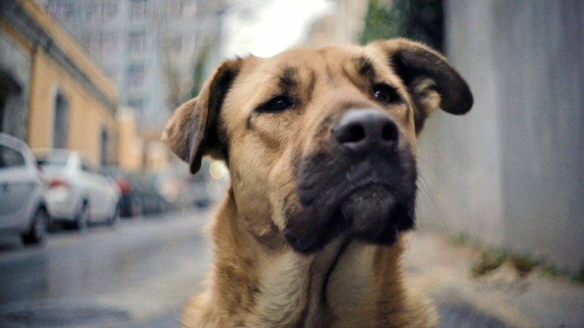 二階堂ふみ、犬目線で撮影されたドキュメンタリーに優しい声でナレーション／映画『ストレイ 犬が見た世界』二階堂ふみナレーション予告編