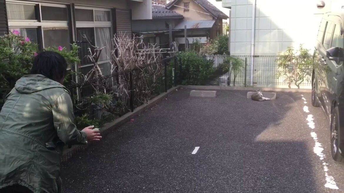 ネコに近寄る藤原竜也