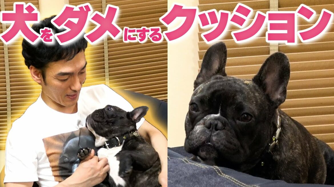 人間をダメにするクッションは犬もダメにするのかレオンで試してみた結果・・・