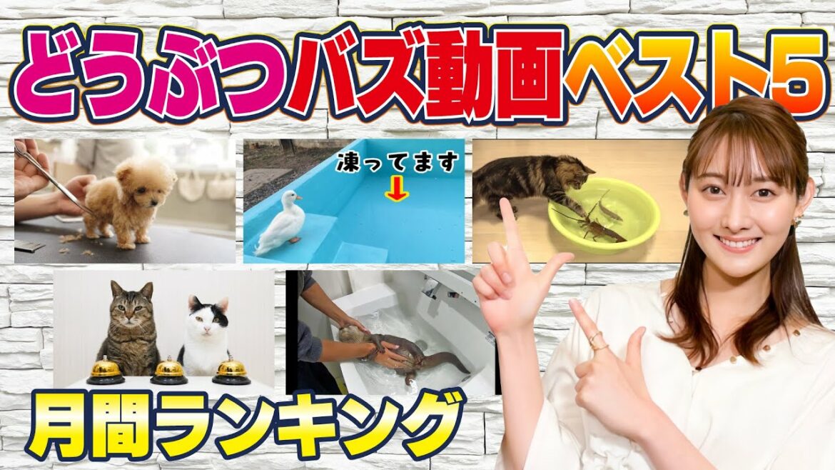 【月間どうぶつバズ動画】テレ朝一年目アナ・森山みなみが30秒で紹介！1位はふわふわ動物の初めての〇〇○！