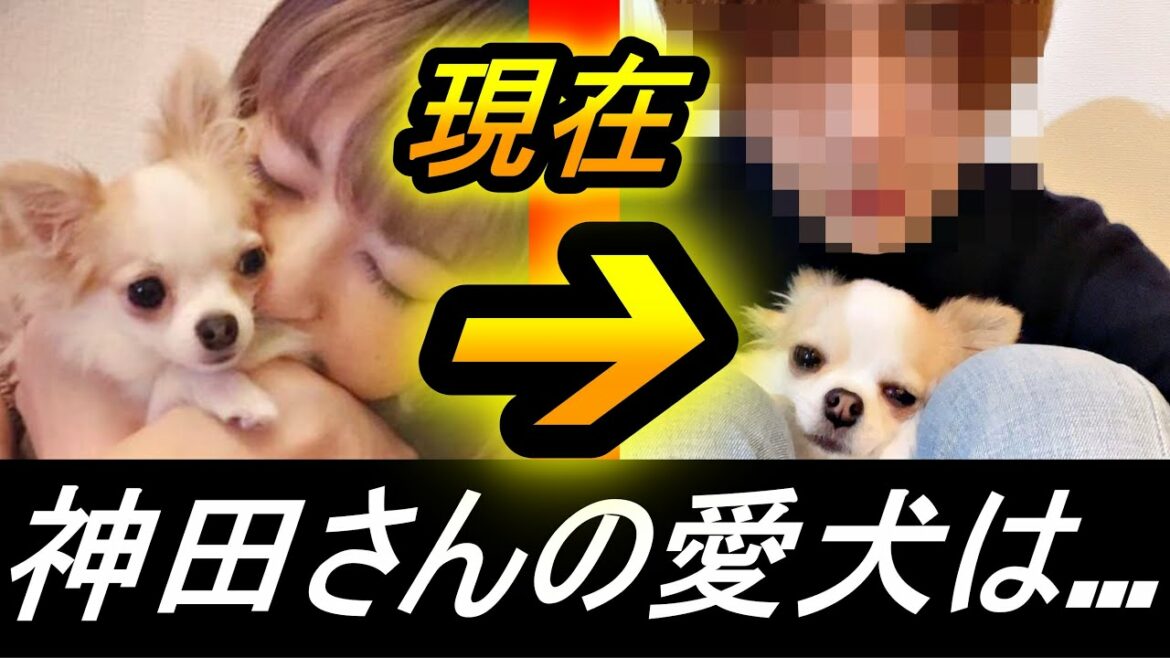 【神田沙也加】愛犬は...現在の様子など・・・村田充さんが凄い！！【ニュース、RENTV】