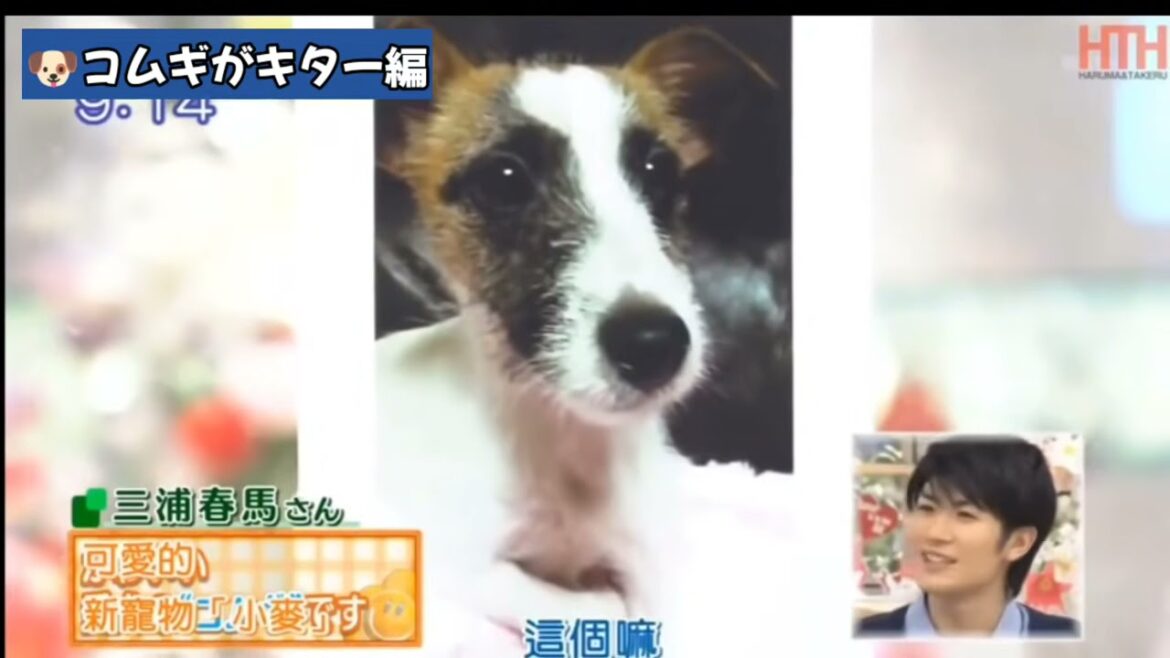 三浦春馬くん 『愛してるコムギちゃん』鳴き声入り/ こむぎが来る前〜2020年まで♡あの時もいた♬