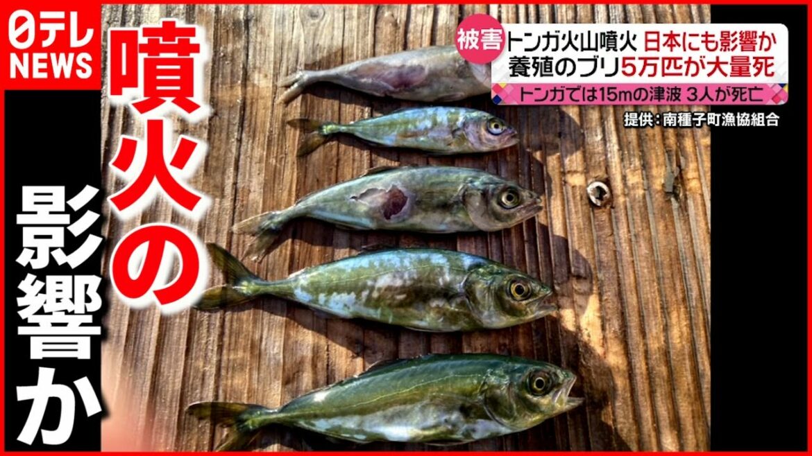 【トンガ】養殖ブリが大量死  噴火の影響か  鹿児島